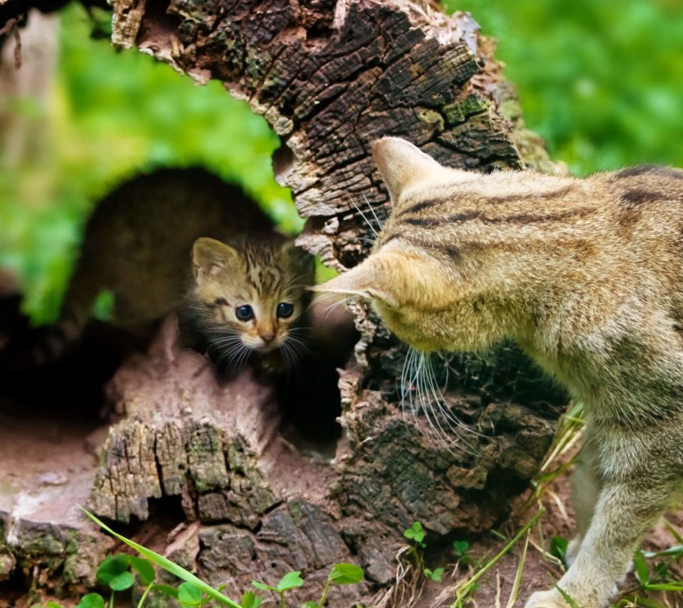 Little Kitten Hiding From Mother Cat wallpaper 960x854