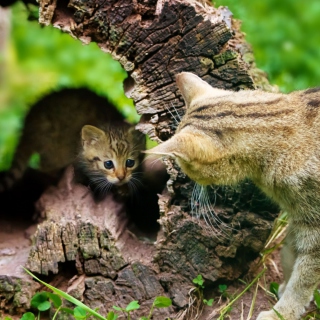 Little Kitten Hiding From Mother Cat papel de parede para celular para 208x208