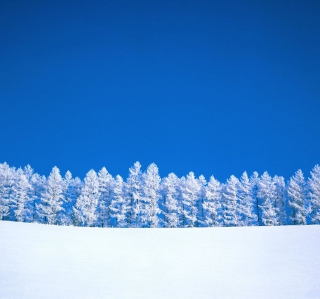 Winter Snow - Fondos de pantalla gratis para 208x208