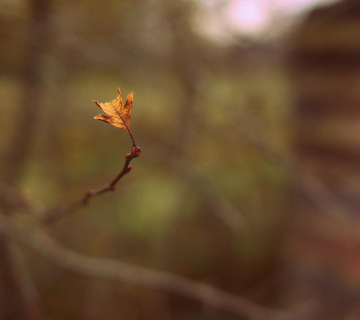 Sfondi Macro Leaf 1440x1280