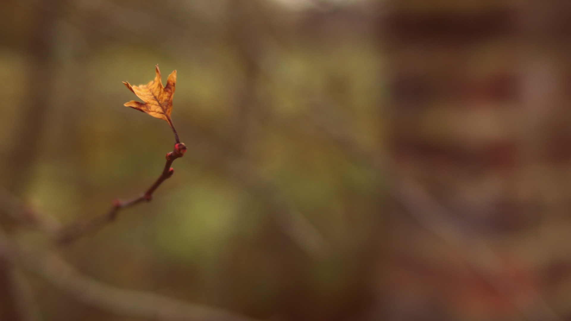 Fondo de pantalla Macro Leaf 1920x1080