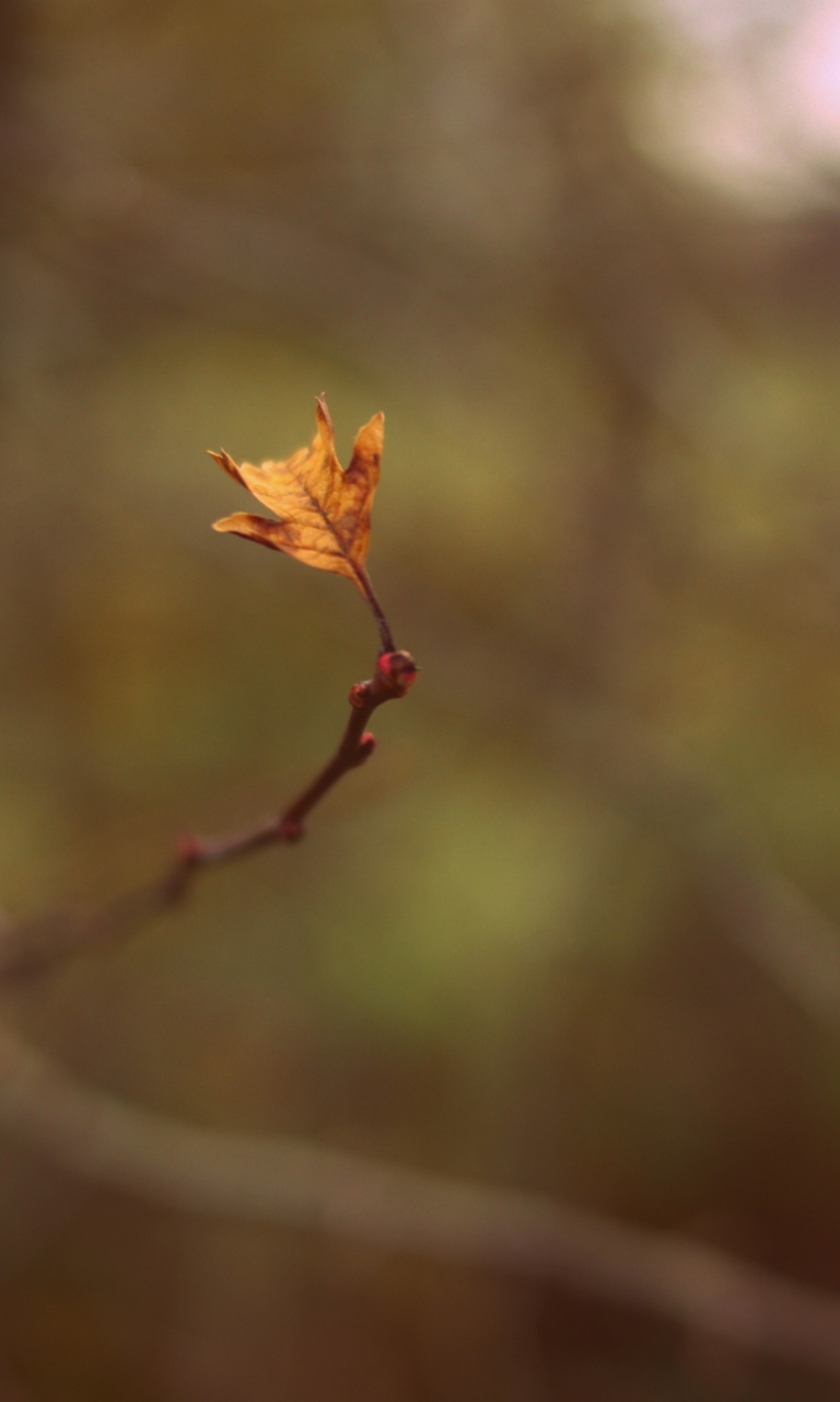 Macro Leaf wallpaper 768x1280