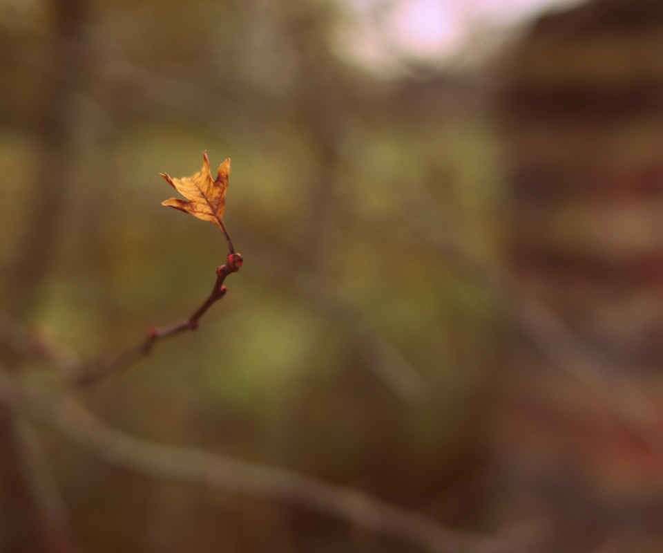 Fondo de pantalla Macro Leaf 960x800