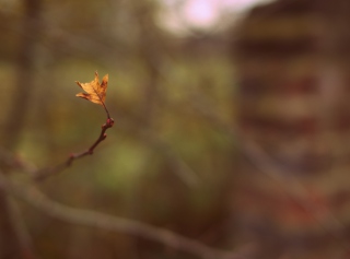 Macro Leaf - Obrázkek zdarma pro Sony Xperia Z3 Compact