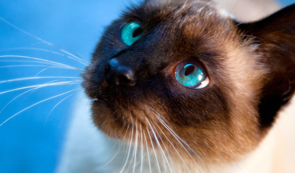 Das Siamese Cat With Blue Eyes Wallpaper 1024x600