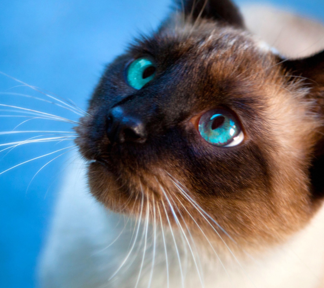 Das Siamese Cat With Blue Eyes Wallpaper 1080x960