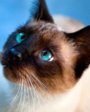 Fondo de pantalla Siamese Cat With Blue Eyes 128x160
