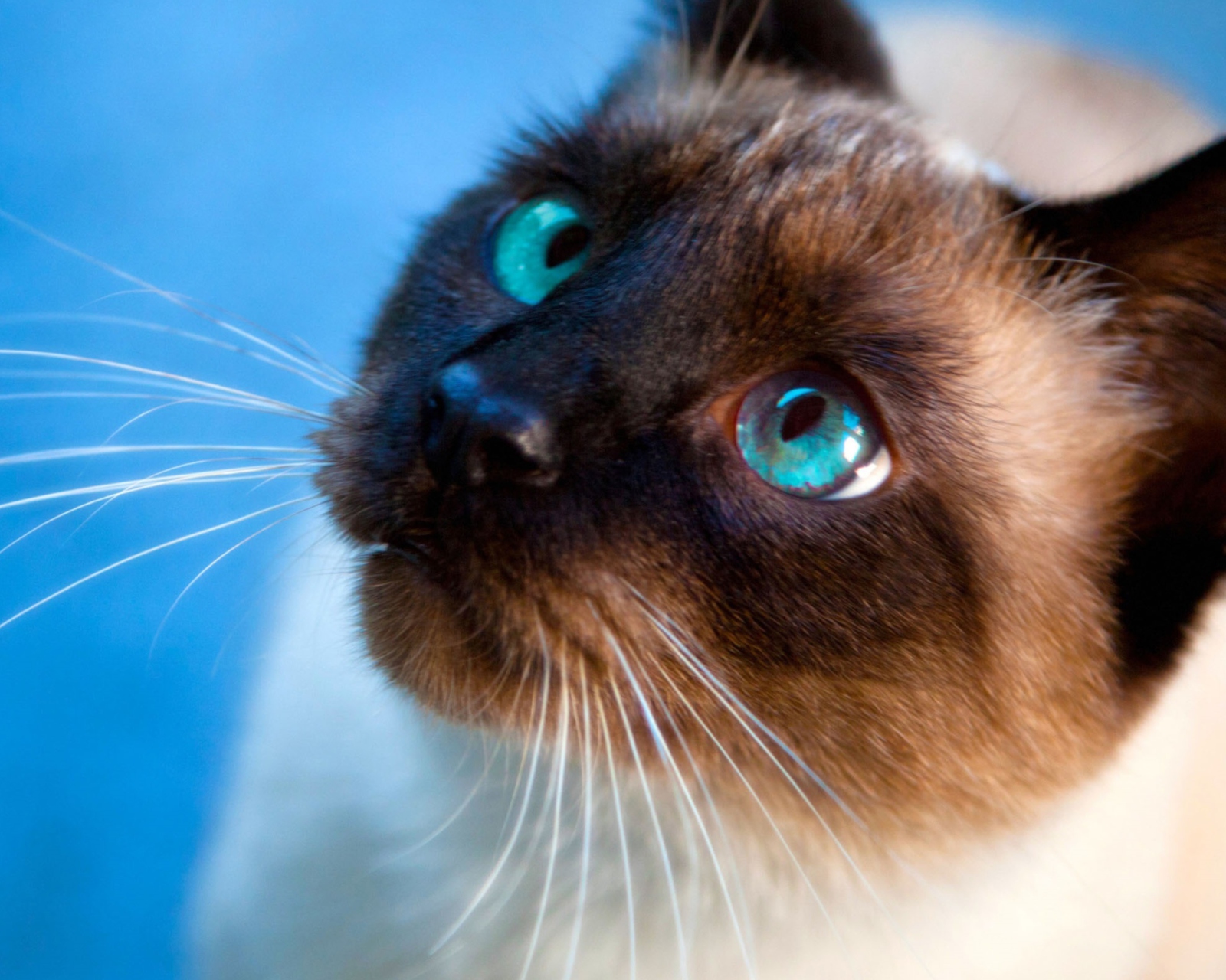 Sfondi Siamese Cat With Blue Eyes 1600x1280
