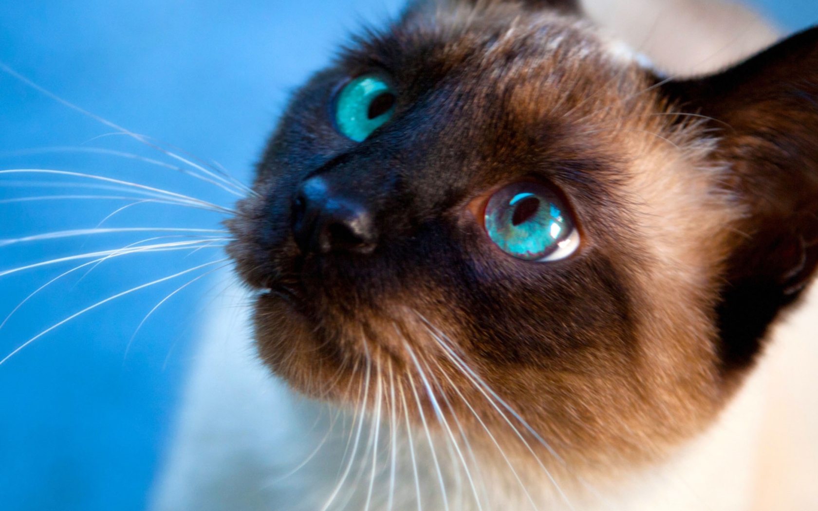 Sfondi Siamese Cat With Blue Eyes 1680x1050
