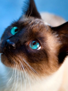 Das Siamese Cat With Blue Eyes Wallpaper 240x320