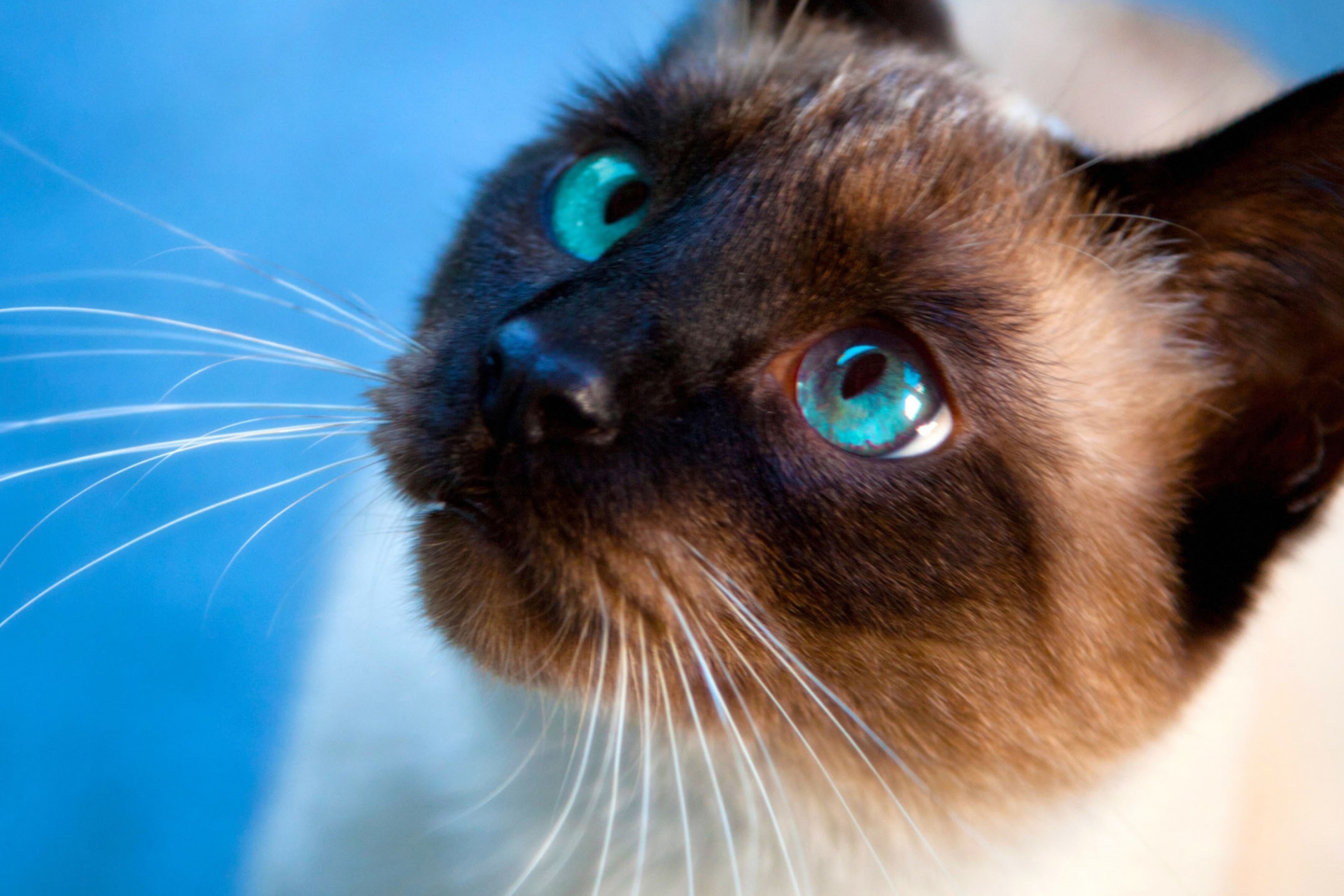 Обои Siamese Cat With Blue Eyes 2880x1920