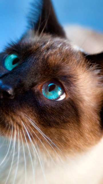 Das Siamese Cat With Blue Eyes Wallpaper 360x640