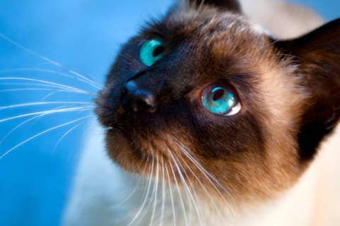 Screenshot №1 pro téma Siamese Cat With Blue Eyes 480x320