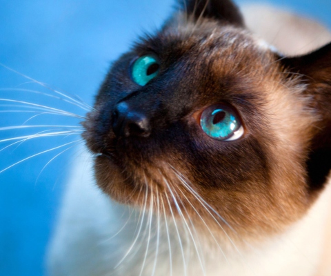 Siamese Cat With Blue Eyes screenshot #1 480x400