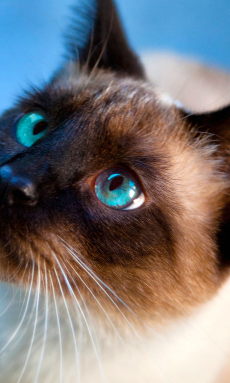 Das Siamese Cat With Blue Eyes Wallpaper 768x1280