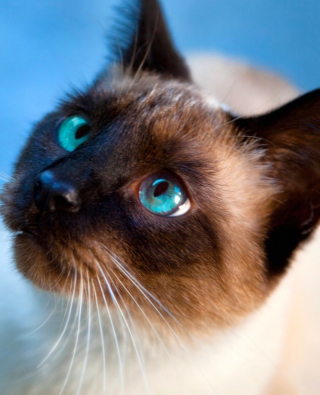 Siamese Cat With Blue Eyes - Obrázkek zdarma pro 750x1334