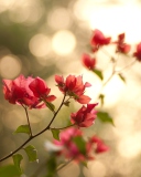 Branches With Red Petals wallpaper 128x160