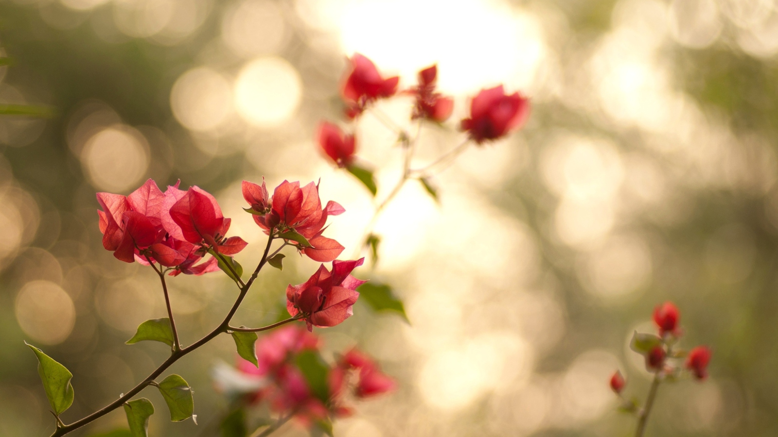 Das Branches With Red Petals Wallpaper 1600x900