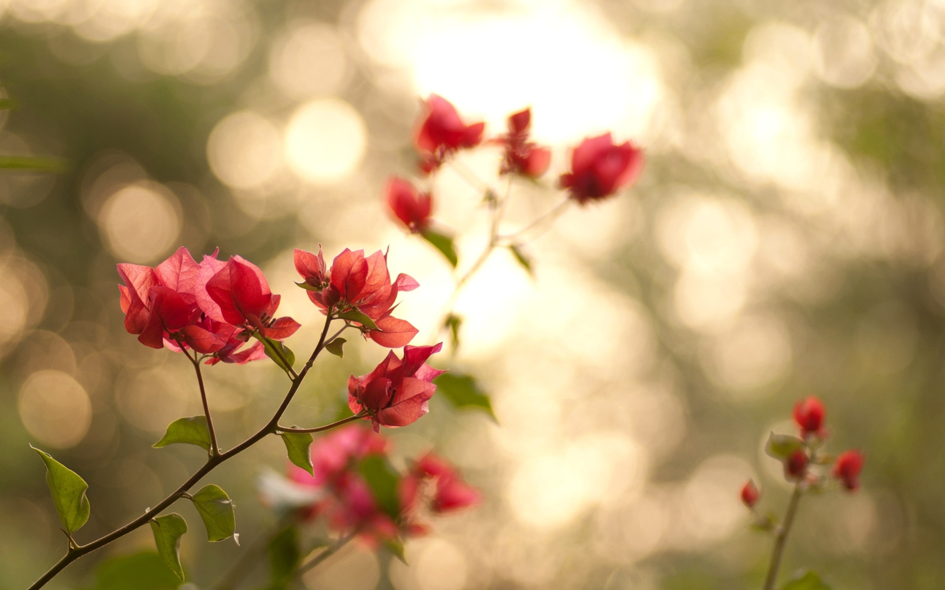 Das Branches With Red Petals Wallpaper 1920x1200