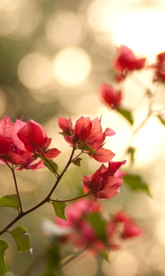 Das Branches With Red Petals Wallpaper 240x400