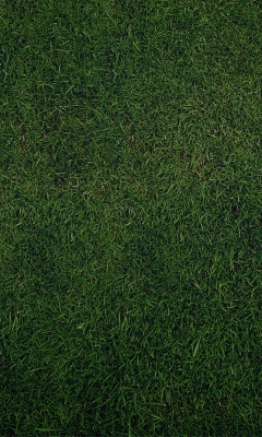 Screenshot №1 pro téma Green Grass Background 240x400