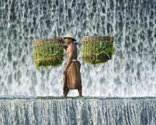 Das Vietnamese Farmer Wallpaper 220x176