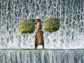 Vietnamese Farmer screenshot #1 320x240