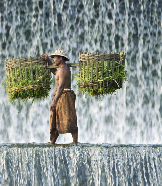 Vietnamese Farmer - Obrázkek zdarma pro Nokia Asha 310