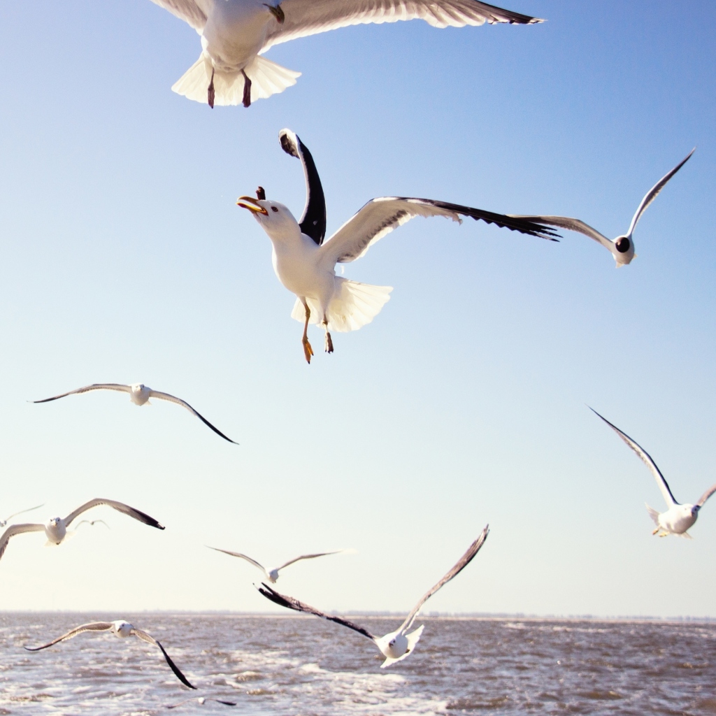 Обои Seagulls Over Sea 1024x1024