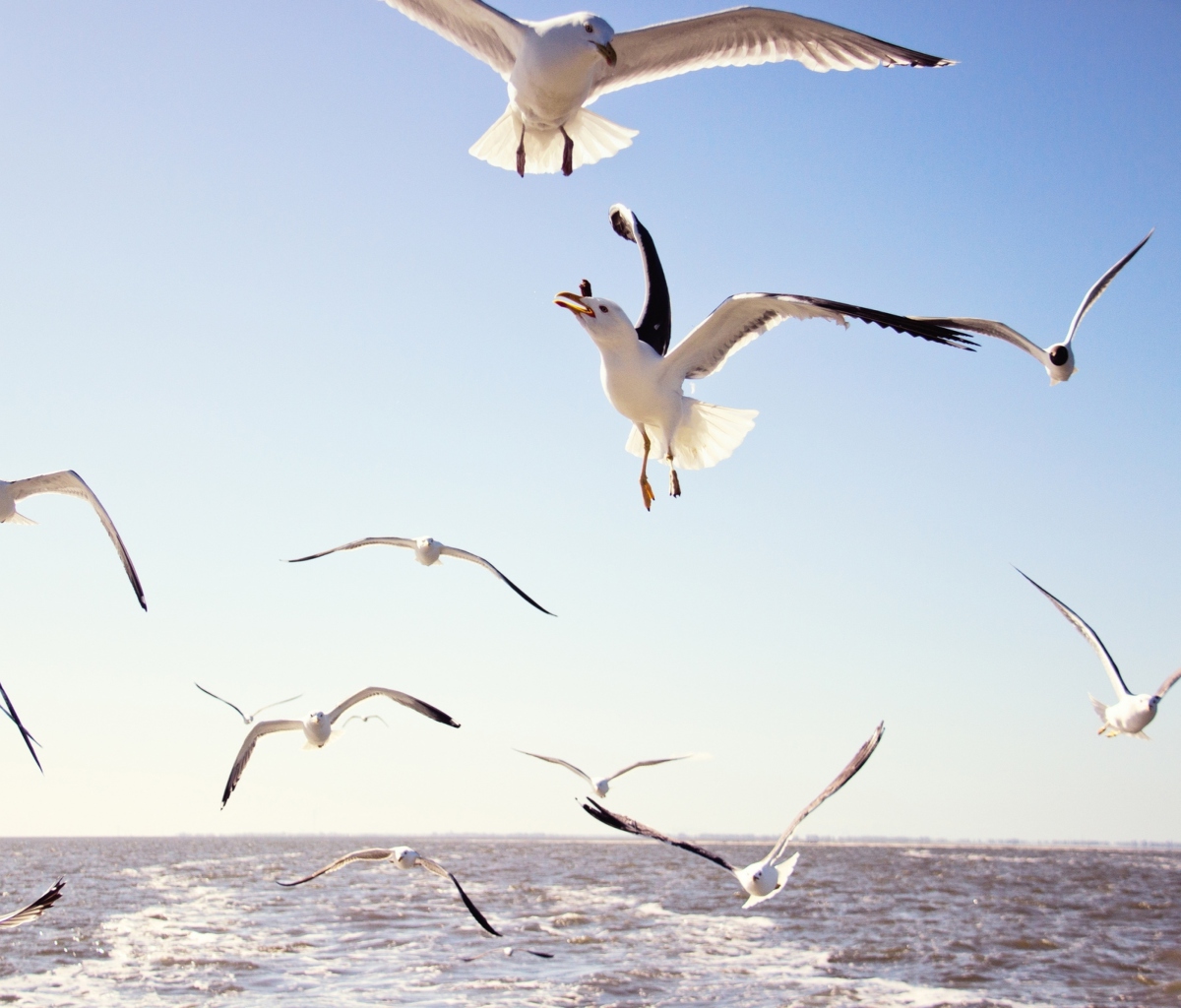 Обои Seagulls Over Sea 1200x1024