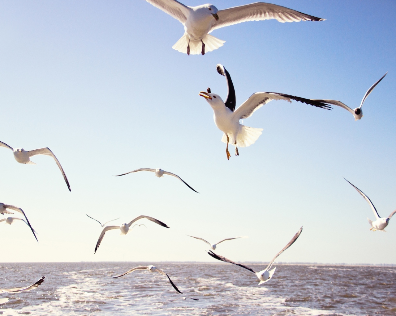 Sfondi Seagulls Over Sea 1280x1024