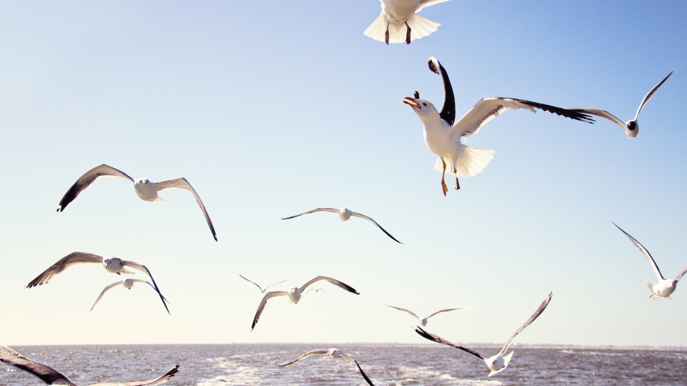 Seagulls Over Sea wallpaper 1366x768