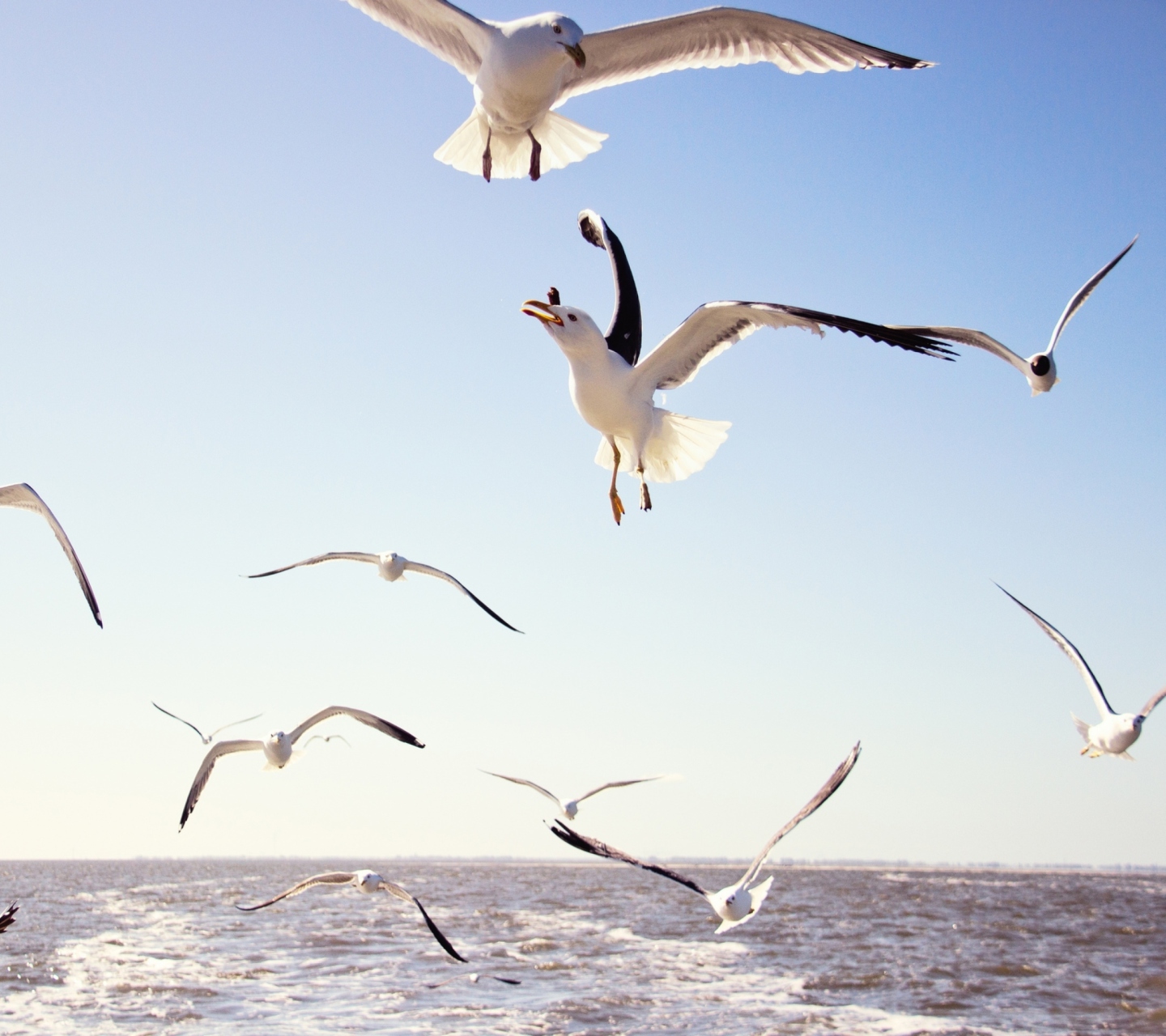 Обои Seagulls Over Sea 1440x1280