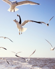 Fondo de pantalla Seagulls Over Sea 176x220