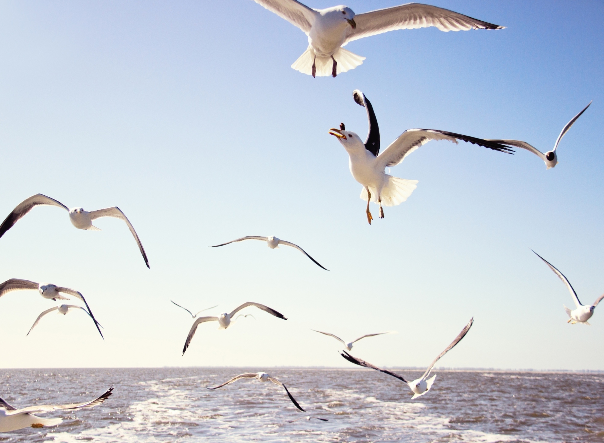Seagulls Over Sea screenshot #1 1920x1408