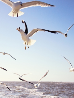 Das Seagulls Over Sea Wallpaper 240x320