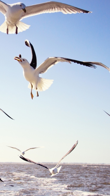 Seagulls Over Sea screenshot #1 360x640