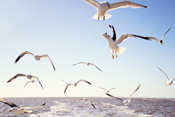 Sfondi Seagulls Over Sea