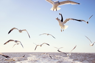 Kostenloses Seagulls Over Sea Wallpaper für Android, iPhone und iPad