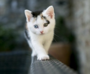 Cute Cat 2 Colors Eyes screenshot #1 176x144