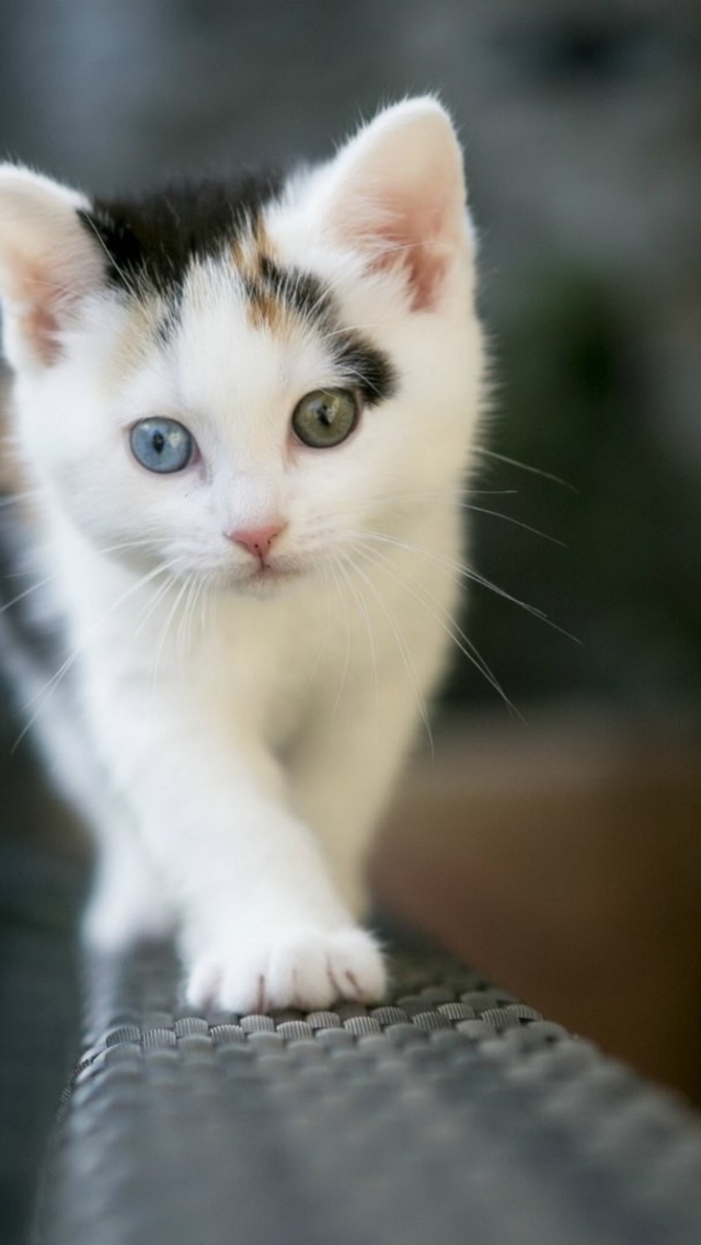 Sfondi Cute Cat 2 Colors Eyes 640x1136