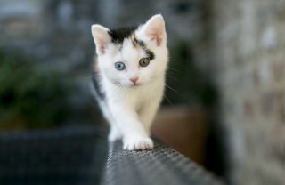 Cute Cat 2 Colors Eyes - Obrázkek zdarma pro HTC Desire 310