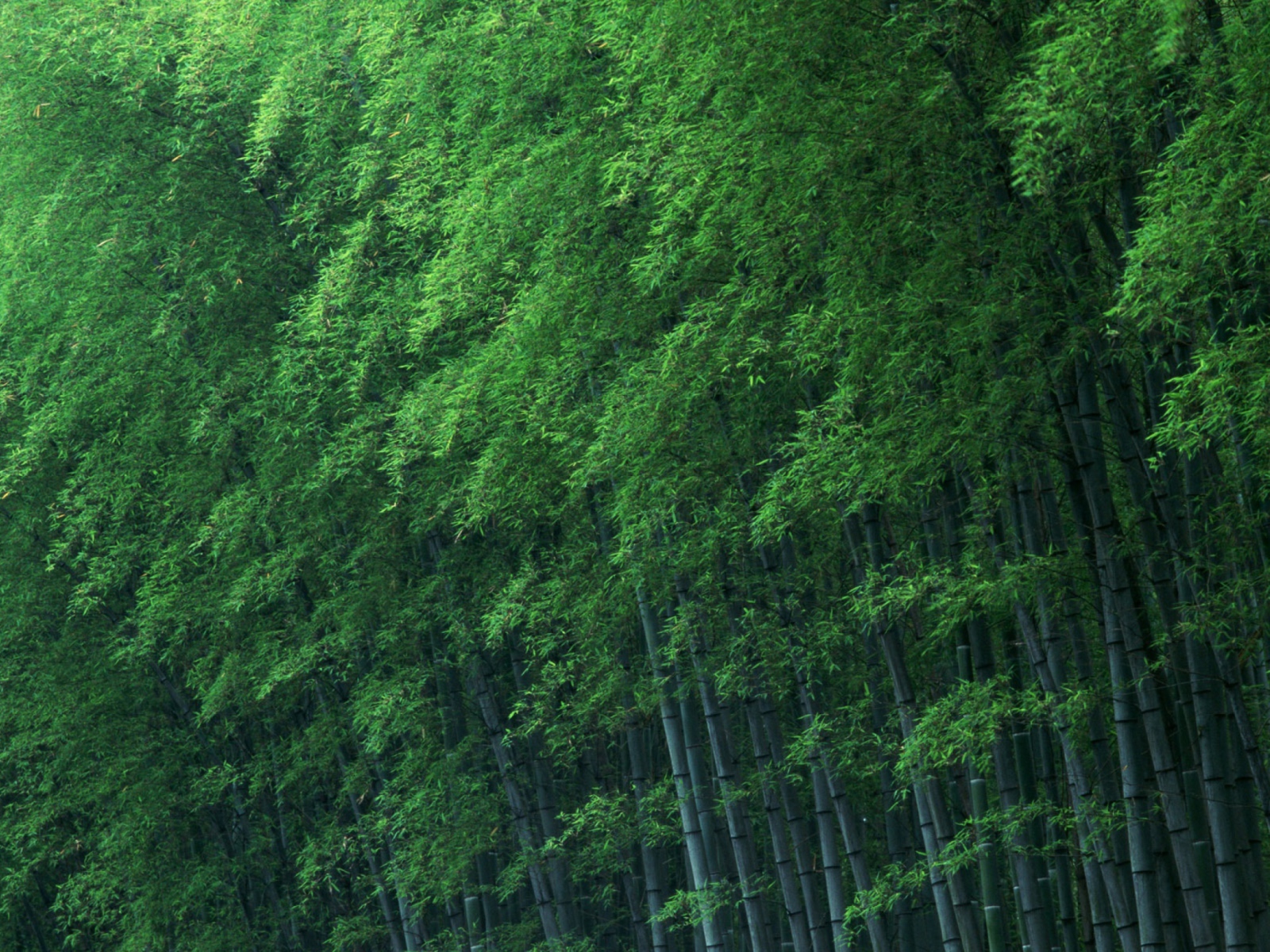 Bamboo Forest wallpaper 1600x1200