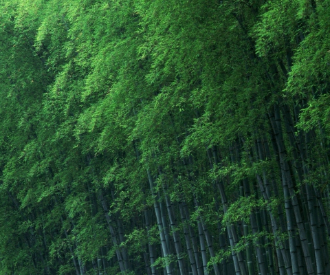 Screenshot №1 pro téma Bamboo Forest 480x400