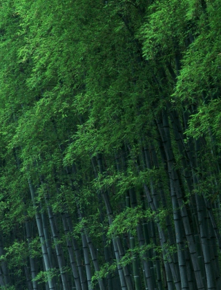 Bamboo Forest - Obrázkek zdarma pro 240x320