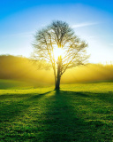 Das Tree Shadow on field in sunlights Wallpaper 128x160