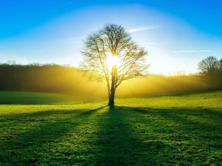 Tree Shadow on field in sunlights screenshot #1 320x240