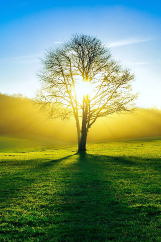 Fondo de pantalla Tree Shadow on field in sunlights 320x480