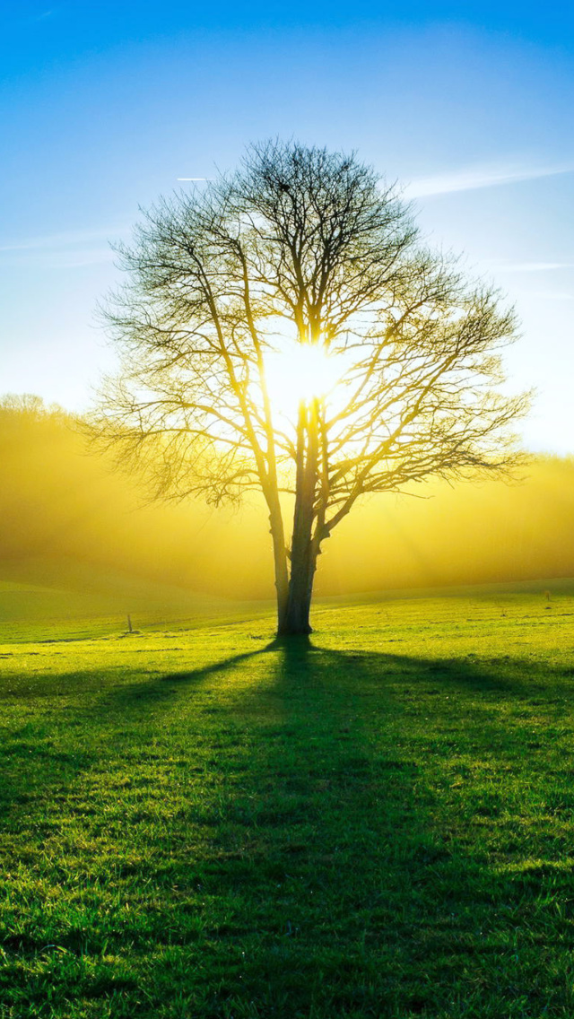 Das Tree Shadow on field in sunlights Wallpaper 640x1136