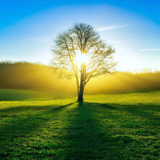 Tree Shadow on field in sunlights - Obrázkek zdarma pro 2048x2048